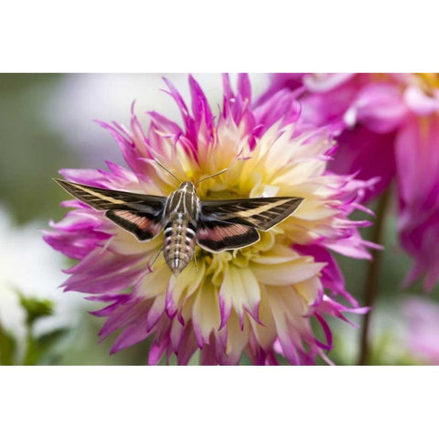 Colorado White-lined sphinx moth feeds on flower Black Modern Wood Framed Art Print by Lord, Fred