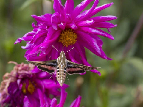 Colorado White-lined sphinx moth feeds on flower Black Ornate Wood Framed Art Print with Double Matting by Lord, Fred