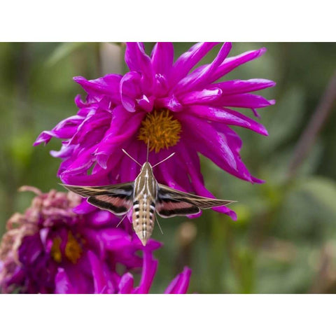 Colorado White-lined sphinx moth feeds on flower Black Modern Wood Framed Art Print by Lord, Fred