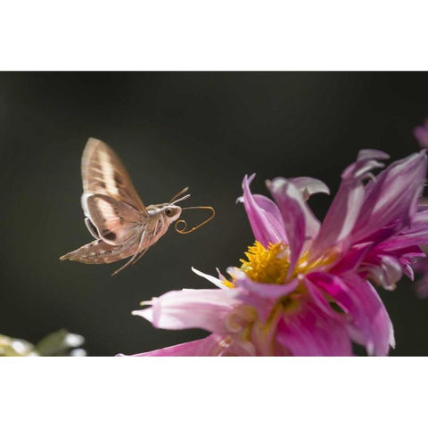 CO, White-lined sphinx moth tongue for feeding Black Modern Wood Framed Art Print with Double Matting by Lord, Fred