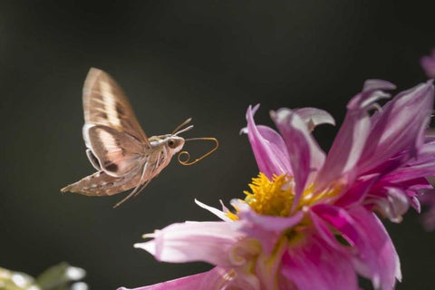 CO, White-lined sphinx moth tongue for feeding White Modern Wood Framed Art Print with Double Matting by Lord, Fred
