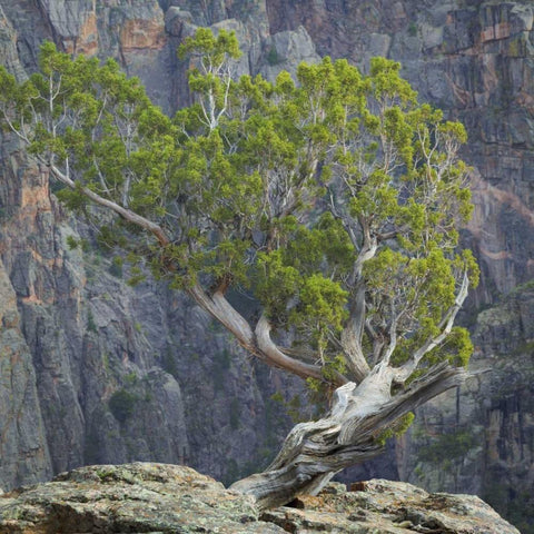 Colorado, Gunnison NP Tree in Black Canyon Black Modern Wood Framed Art Print with Double Matting by Paulson, Don