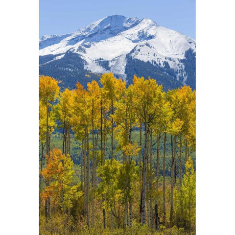 USA, Colorado Fall aspens and mountain Gold Ornate Wood Framed Art Print with Double Matting by Paulson, Don