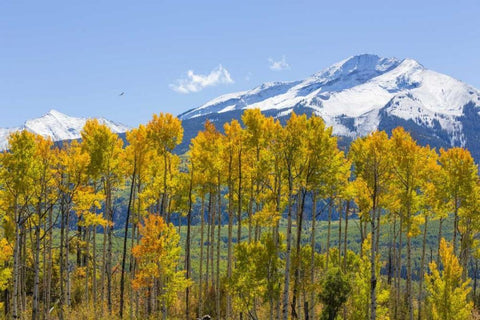 USA, Colorado Fall aspens and mountain White Modern Wood Framed Art Print with Double Matting by Paulson, Don