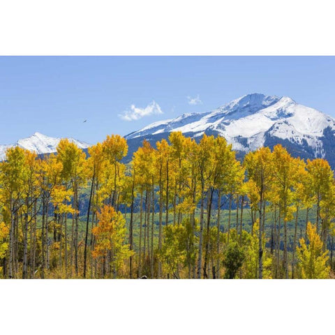 USA, Colorado Fall aspens and mountain Black Modern Wood Framed Art Print with Double Matting by Paulson, Don