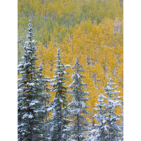 Colorado, Grand Mesa Early snowfall on forest White Modern Wood Framed Art Print by Paulson, Don