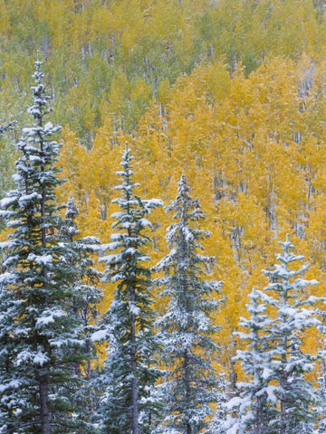 Colorado, Grand Mesa Early snowfall on forest White Modern Wood Framed Art Print with Double Matting by Paulson, Don