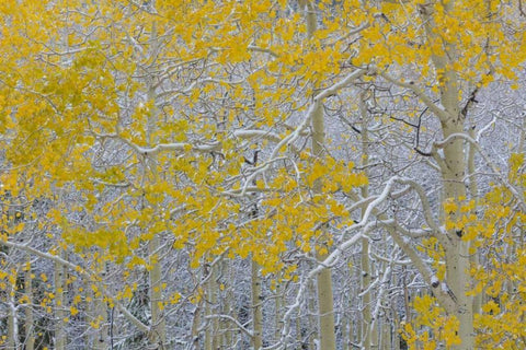 Colorado, Grand Mesa Early snow on aspen trees Black Ornate Wood Framed Art Print with Double Matting by Paulson, Don