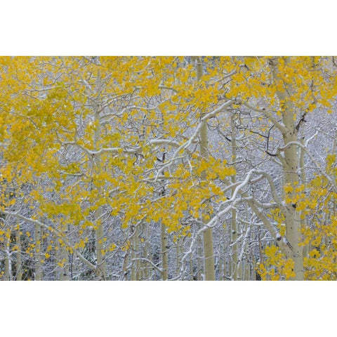 Colorado, Grand Mesa Early snow on aspen trees Black Modern Wood Framed Art Print with Double Matting by Paulson, Don