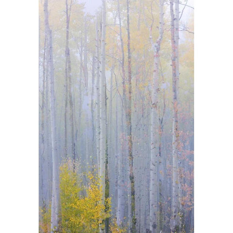 CO, Grand Mesa Composite of foggy aspen forest Gold Ornate Wood Framed Art Print with Double Matting by Paulson, Don