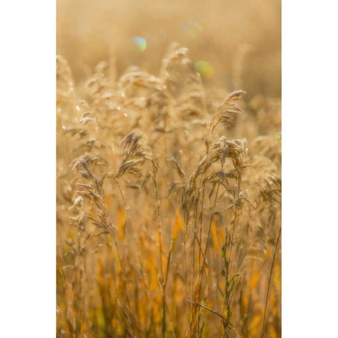 Colorado, Gunnison NP Close-up of golden grasses White Modern Wood Framed Art Print by Paulson, Don