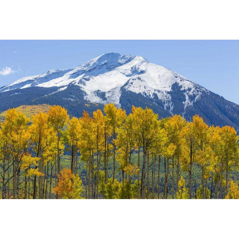 Colorado Fall aspens and mountain Black Modern Wood Framed Art Print by Paulson, Don