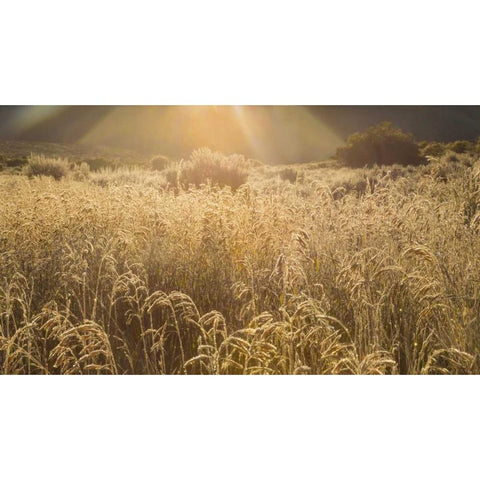 Colorado Sunlight on fall grasses Black Modern Wood Framed Art Print with Double Matting by Paulson, Don