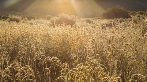 Colorado Sunlight on fall grasses Black Ornate Wood Framed Art Print with Double Matting by Paulson, Don