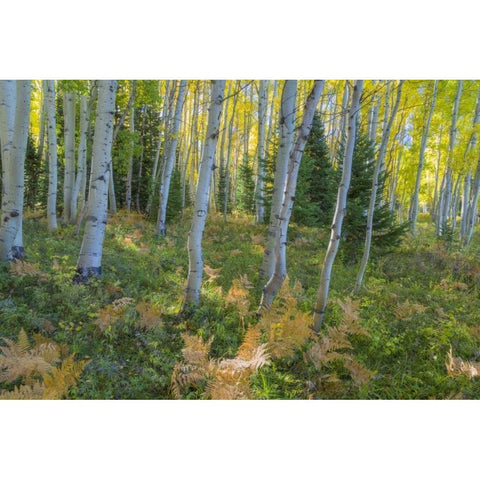 Colorado Scenic of aspen forest Gold Ornate Wood Framed Art Print with Double Matting by Paulson, Don
