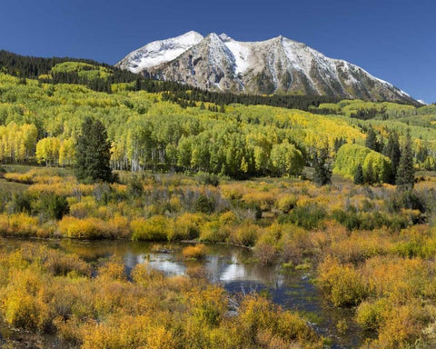 CO, East Beckwith Mountain Mountain and forest White Modern Wood Framed Art Print with Double Matting by Paulson, Don