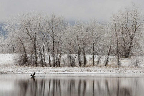 CO, Boulder Canadian geese taking flight White Modern Wood Framed Art Print with Double Matting by Bush, Marie