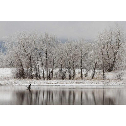 CO, Boulder Canadian geese taking flight Black Modern Wood Framed Art Print by Bush, Marie