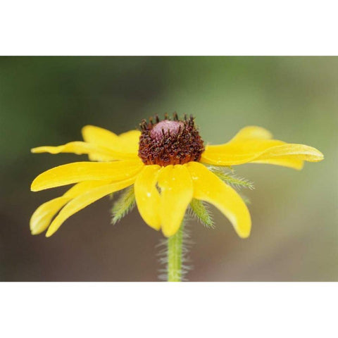 USA, Colorado, Boulder Sunflower close-up Black Modern Wood Framed Art Print by Bush, Marie