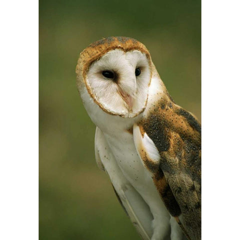 CO, Broomfield Portrait of a Barn owl Black Modern Wood Framed Art Print with Double Matting by Bush, Marie
