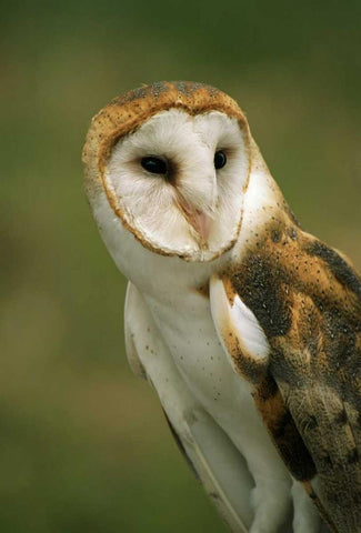 CO, Broomfield Portrait of a Barn owl Black Ornate Wood Framed Art Print with Double Matting by Bush, Marie