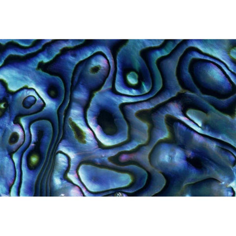 USA, Colorado, Lafayette Abalone shell close-up Black Modern Wood Framed Art Print by Bush, Marie