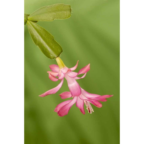 Colorado, Lafayette Christmas cactus flower White Modern Wood Framed Art Print by Bush, Marie