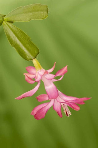 Colorado, Lafayette Christmas cactus flower Black Ornate Wood Framed Art Print with Double Matting by Bush, Marie