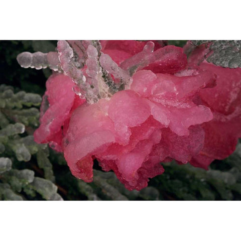 USA, Colorado, Lafayette Ice on pink rose Black Modern Wood Framed Art Print by Bush, Marie