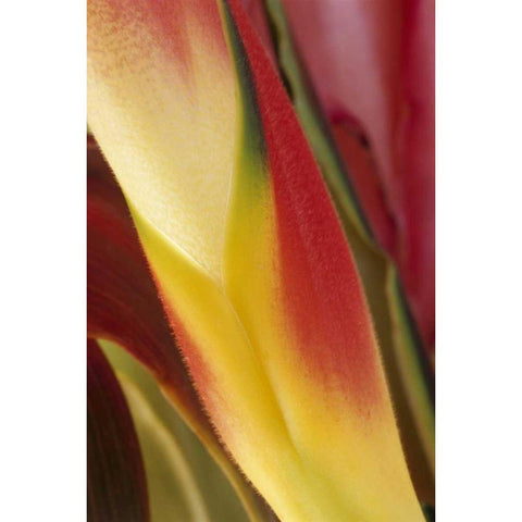 USA, Colorado, Lafayette, heliconia close-up Black Modern Wood Framed Art Print by Bush, Marie