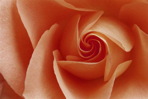 USA, Colorado, Lafayette Peach rose close-up Black Ornate Wood Framed Art Print with Double Matting by Bush, Marie