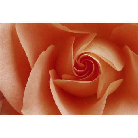 USA, Colorado, Lafayette Peach rose close-up Black Modern Wood Framed Art Print by Bush, Marie
