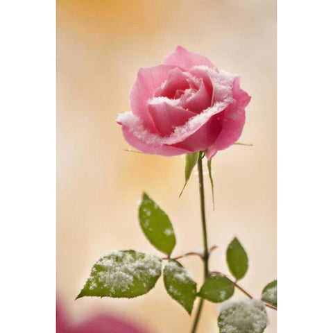 Colorado, Lafayette Snow flakes on pink rose Black Modern Wood Framed Art Print with Double Matting by Bush, Marie