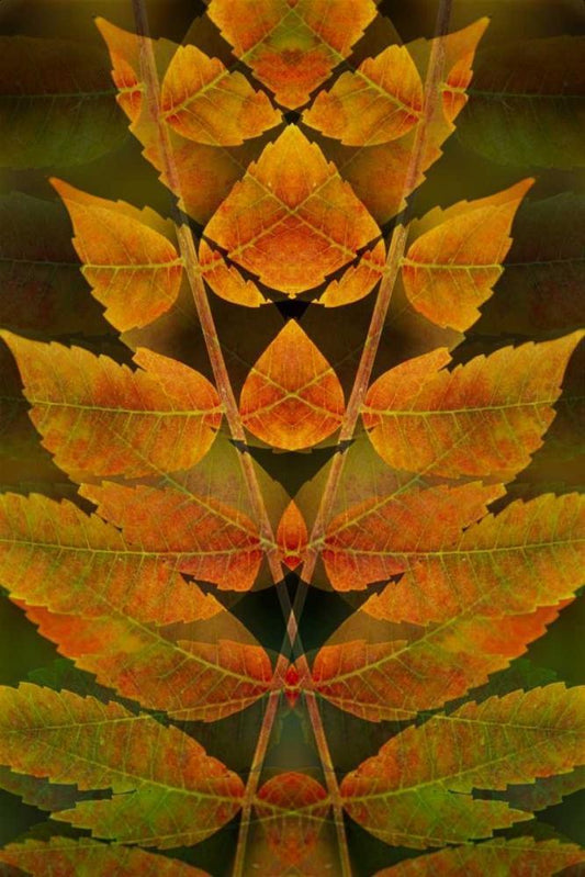 Image Only