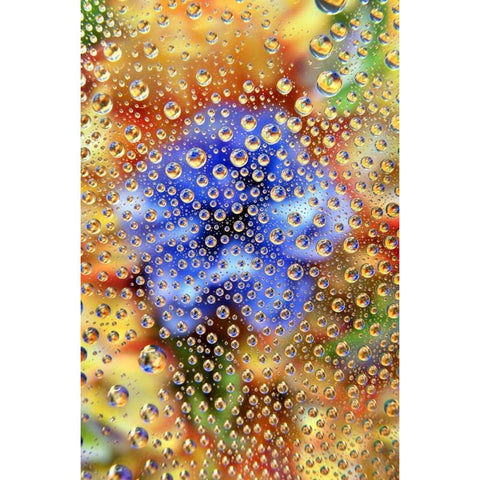 Colorado, Lafayette Abstract Water bubbles Black Modern Wood Framed Art Print by Bush, Marie