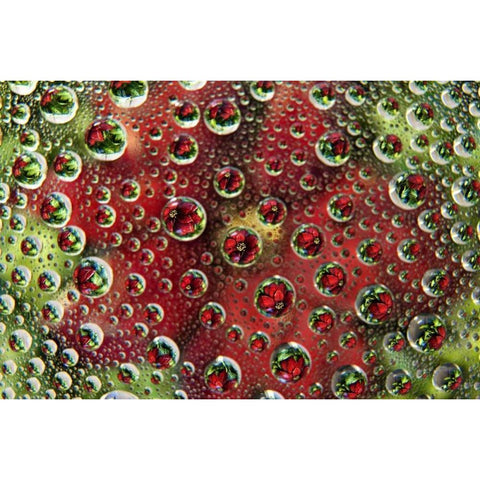 Colorado, Lafayette Abstract Water bubbles Black Modern Wood Framed Art Print by Bush, Marie