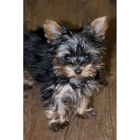 USA, Colorado, Longmont Mixed breed puppy Gold Ornate Wood Framed Art Print with Double Matting by Bush, Marie