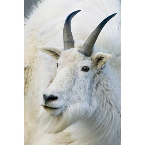 CO, Mount Evans Recreation Area Mountain goat White Modern Wood Framed Art Print by Bush, Marie
