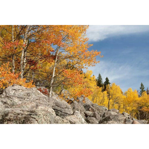 USA, Colorado, Rocky Mountain NP Autumn scenic Black Modern Wood Framed Art Print by Bush, Marie