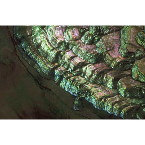USA, Colorado, Lafayette Abalone shell close-up Black Modern Wood Framed Art Print with Double Matting by Bush, Marie