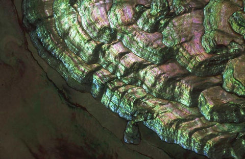 USA, Colorado, Lafayette Abalone shell close-up Black Ornate Wood Framed Art Print with Double Matting by Bush, Marie