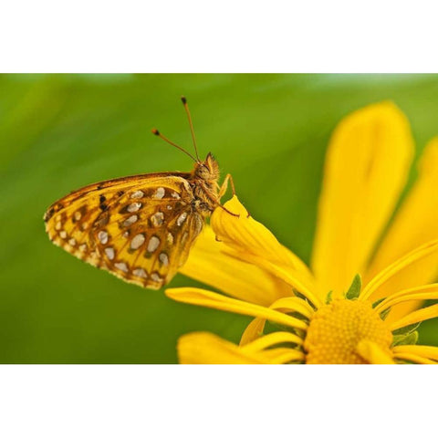 USA, Colorado Skipper butterfly on sunflower Black Modern Wood Framed Art Print by Rotenberg, Nancy