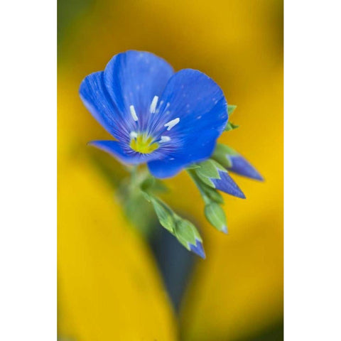 USA, Colorado Close-up of cranesbill geranium White Modern Wood Framed Art Print by Rotenberg, Nancy