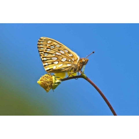 USA, Colorado Skipper butterfly on flower stem Black Modern Wood Framed Art Print by Rotenberg, Nancy