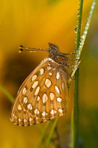 USA, Colorado Skipper butterfly on dewy grasses White Modern Wood Framed Art Print with Double Matting by Rotenberg, Nancy