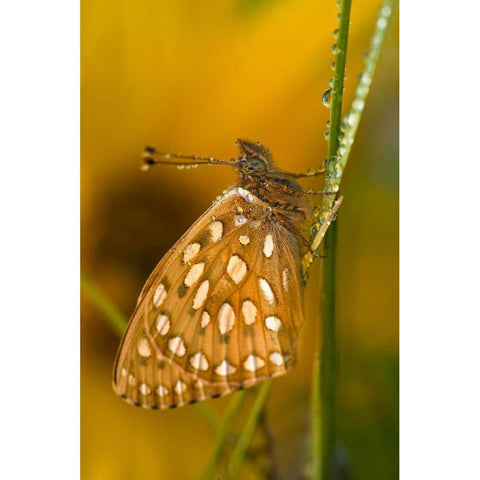 USA, Colorado Skipper butterfly on dewy grasses Black Modern Wood Framed Art Print by Rotenberg, Nancy