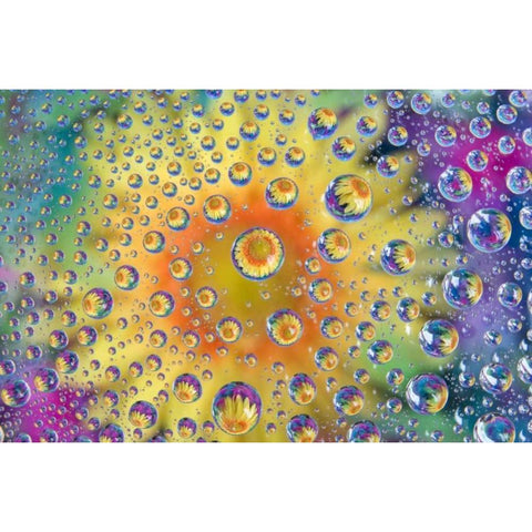 Colorado, Lafayette Abstract Water bubbles Black Modern Wood Framed Art Print by Bush, Marie