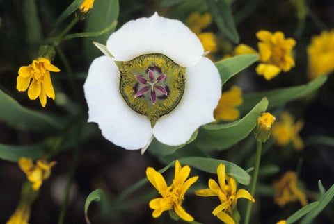 Colorado Mariposa tulip and mountain wildflowers White Modern Wood Framed Art Print with Double Matting by Rotenberg, Nancy