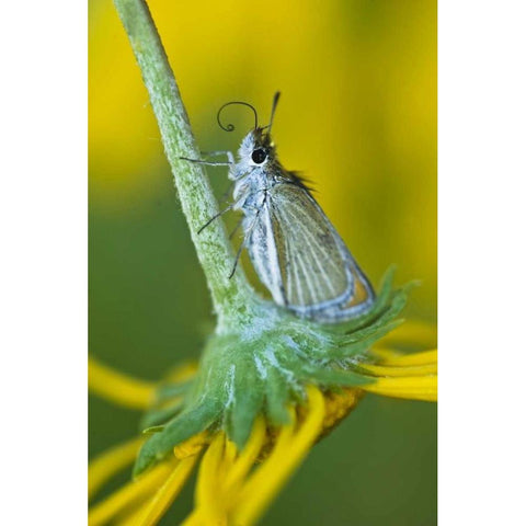 Colorado Skipper butterfly on sunflower Black Modern Wood Framed Art Print by Rotenberg, Nancy