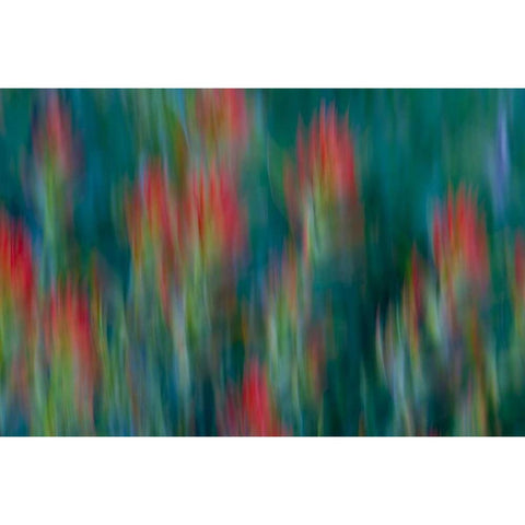 USA, Colorado, Crested Butte Flower abstract White Modern Wood Framed Art Print by Bush, Marie